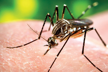 Stay Bite-Free This Summer: Mosquito Prevention Tips